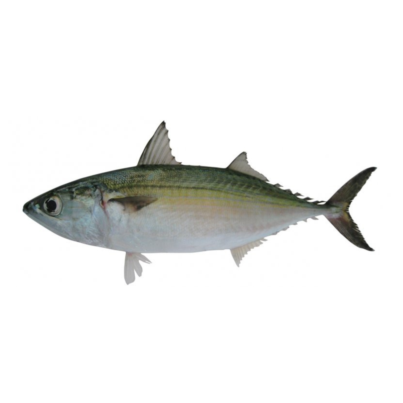 Mackerel